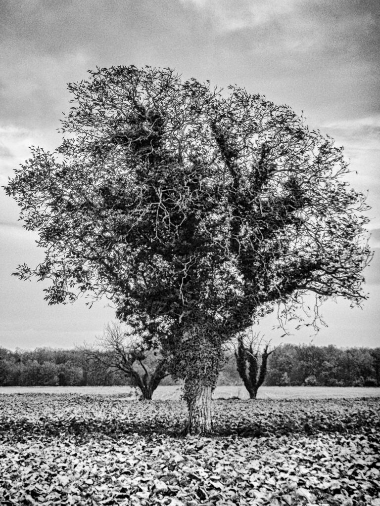 Série - Les Arbres Nikon Coolpix S225 | Les Nouillers - Le Grand frère
