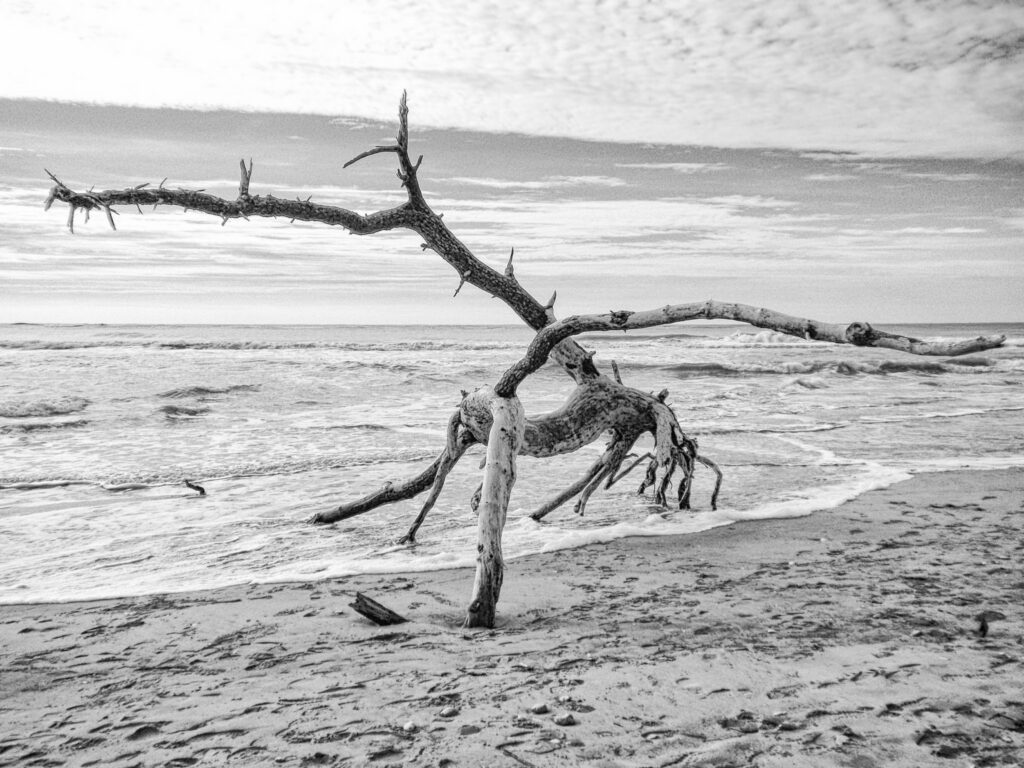 Série - Flou Artistique Nikon Coolpix S225 | Pointe de Gatseau - L'arbre épine
